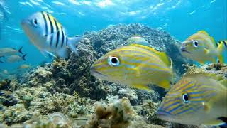 Marine Life 4K Vibrant Coral Reefs of the Caribbean with Calming Music 4K Video Ultra HD [upl. by Aratehs]