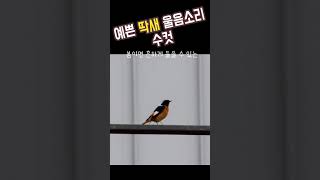 한번씩은 들어본 예쁜 딱새울음소리수컷 Daurian redstart 5 [upl. by Aiouqes]