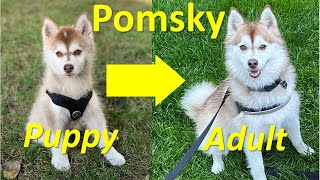 What do adult Pomskies look like Our Pomsky puppy just turned 1year old [upl. by Oiralih]