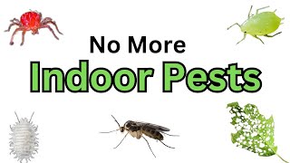 How to Get Rid Of All Indoor Plant Pests [upl. by Aisenat]