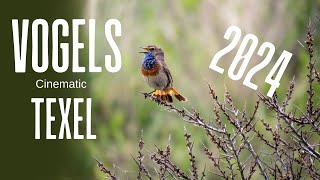 Vogels op texel 2024  Cinematic [upl. by Nner64]