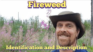 Fireweed  Identification and Description Edible and Medicinal [upl. by Zoba619]