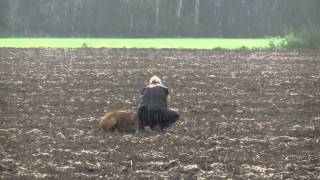 Rhodesian ridgeback tracking training [upl. by Aidam453]