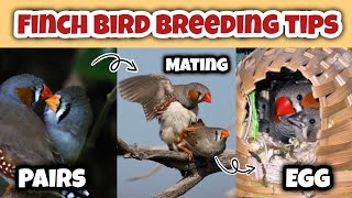 Zebra Finch breeding tips  Finches Bird breeding tips  Finch breeding season [upl. by Abigale]