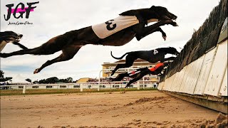 Greyhound Champion Hurdle Racing [upl. by Swagerty]