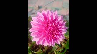 Petuniaplants seasonal paudhareels ytshorts viralvideo [upl. by Nagiem]