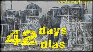 CACHORROS de BRACO ALEMAN con 42 DIAS  DEUTSCH KURZHAAR GSP PUPPIES 42 DAYS [upl. by Tiossem]