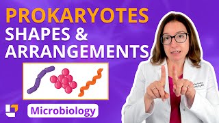 Prokaryotes Shapes amp Arrangements  Microbiology for PreMed Nursing amp Health Care ​⁠ leveluprn [upl. by Elocin]