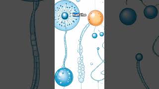 Understanding Meiosis The Key to Life and Diversity 🌱 [upl. by Oremar]