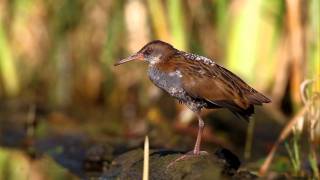 Wasserralle Rallus aquaticus [upl. by Ytsirk]