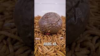 10 000 Mealworms vs PASSION FRUIT [upl. by O'Rourke]