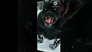 KYA DOG AISA BHI KAR SAKTE H😱 facts amazingfacts हिंदीfacts shortvideo रोचकfacts [upl. by Allimak]