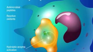 Phagocytosis and Fungal Killing [upl. by Yrelav]