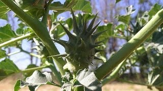 A Erva do Diabo O estramonio planta venenosa cosmopolita Reconhecer Datura stramonium [upl. by Asset]