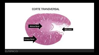 Sistema urinario  Histología Dr Toño [upl. by Reiche]