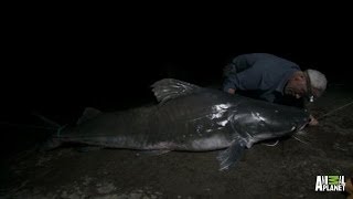 Catch of a Lifetime  Reeling in a Piraiba Beast  River Monsters [upl. by Zerla374]