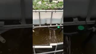 So calming aquaponics chickens tilapia [upl. by Akimad]