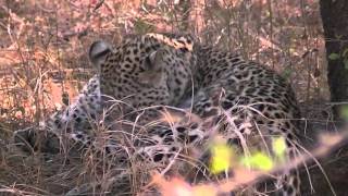 Leopard in Krüger National Park [upl. by Tamarah232]