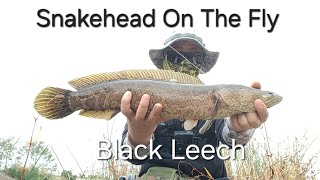 Fly Fishing  Snakehead On The Fly 가물치 플라이 낚시 [upl. by Norma]