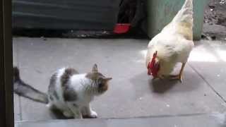 gato vs gallo [upl. by Akerley]