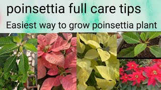 How to grow poinsettia plant and care  repoting preetisgardenandvlogs3394 [upl. by Huxley]