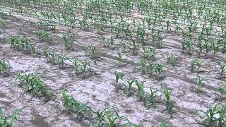 Notill corn looks better than conventionally planted corn in wet spring [upl. by Fenton]