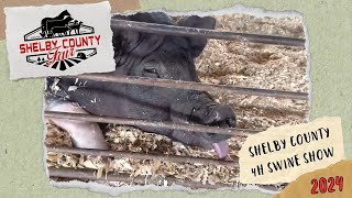 2023 Shelby County Fair  4H Swine Show [upl. by Athallia919]