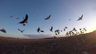 9 Gun INSANE Goose Hunt in Arkansas Calling HUGE groups to the ground [upl. by Lopes]