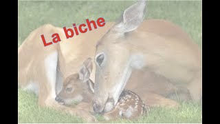 La biche  Maurice Rollinat [upl. by Lyon]