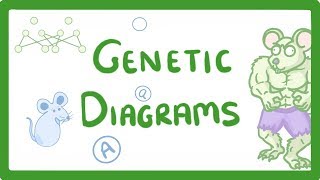 GCSE Biology  Genetic Diagrams 73 [upl. by Alamac]