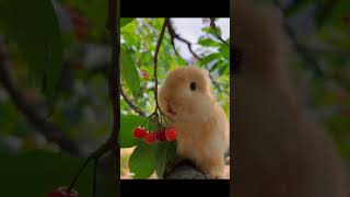 Cute Baby Animals Videos Compilation Funny and Cute Moment of the Animals  Cutest Animals [upl. by Ynnaj]