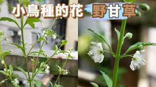 小鳥種的花：野甘草 [upl. by Nois109]