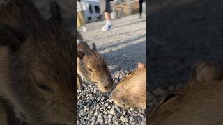 Are you OK capybara [upl. by Hewett]