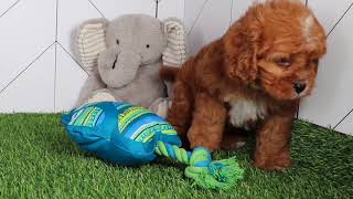 Cavapoo Puppy Romeo SD 480p [upl. by Eylk]