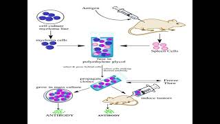 Polyclonal antibodies and monoclonal antibodies  define production advantages disadvantages 😊 [upl. by Adrell920]