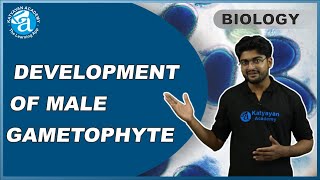 DEVELOPMENT OF MALE GAMETOPHYTE HINDI  Male gametophyte  Microsporogenesis  KATYAYAN ACADEMY [upl. by Yerot856]