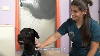 79  Intramuscolare nel cane e nel gatto come fare iniezione intramuscolare a cane o gatto [upl. by Ardeahp577]