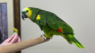 Meet Buffy Grady Vets BlueFronted Amazon Parrot [upl. by Harikahs760]