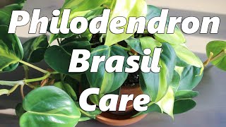 Philodendron Brasil Care [upl. by Fenton]