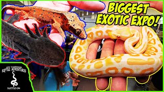 BIGGEST EXOTIC REPTILE EXPO IN WISCONSIN BY SnakeDiscovery [upl. by Jordison]