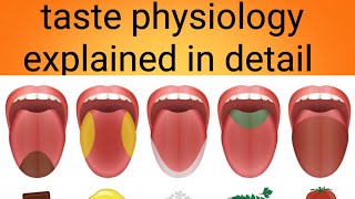 taste physiology in detailphysiology lecture 15 [upl. by Riva]