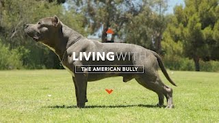 ALL ABOUT LIVING WITH THE AMERICAN BULLY [upl. by Alroi201]