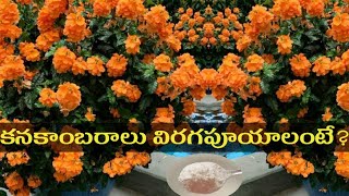 How To Get More Blooms in Crossandra PlantKanakambaram mokkalu crossandra kanakambaram flowers [upl. by Yregerg]