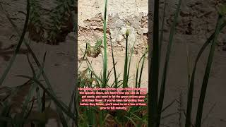 How to get onion seeds from green onions shorts [upl. by Dorehs367]