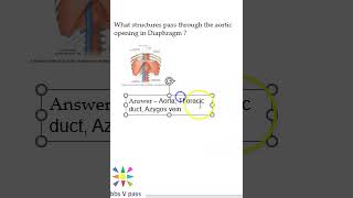 Anatomy Thorax 213 Aortic Opening in Diaphragm Azygos Vein Thoracic duct T12 viva [upl. by Redlac369]