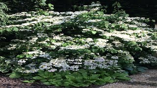 Planting Viburnum and Ornamental Grasses in The Quarry Garden [upl. by Godfry]