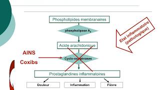 Pharmacologie des AINS et des corticoïdesCours commenté [upl. by Eocsor]