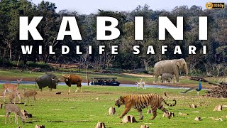 Kabini Safari  Jungle Lodges amp Resorts Safari  Nagarahole Tiger Reserve  Dammanakatte  HD Kote [upl. by Buderus280]