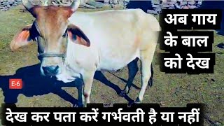 गाय भैंस गर्भवती है या नहीं कैसे चेक करें बाल देख कर  E6  Gaay bhains garbhvati hai ya nahi kaise [upl. by Watson148]