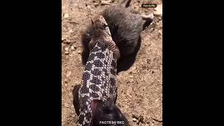 🐗 Warthog Arent Weak । Top 5 Interesting Facts About Animals। shorts wildlife facts animals [upl. by Abla823]